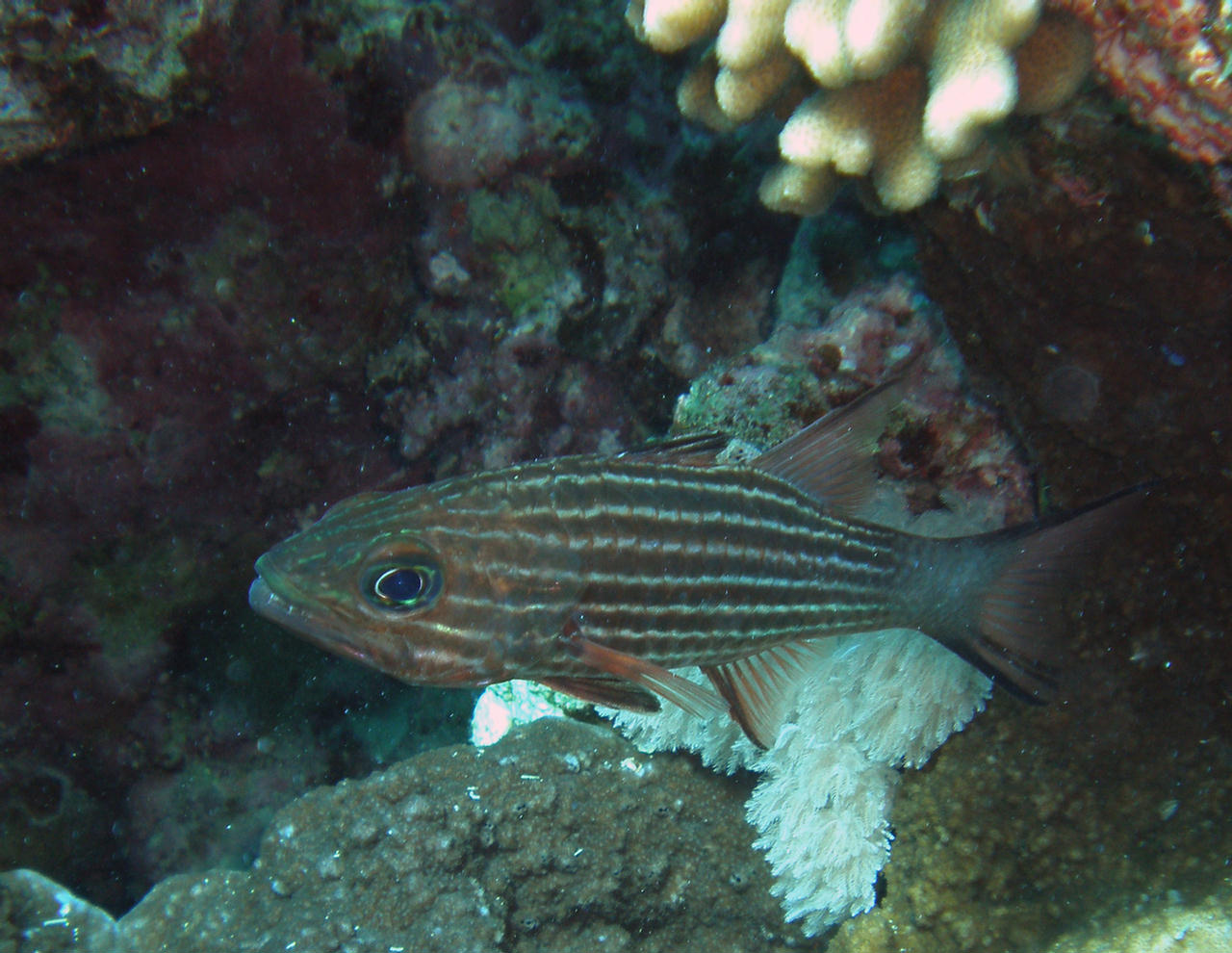 Cheilodipterus macrodon (Pesce cardinale tigre)